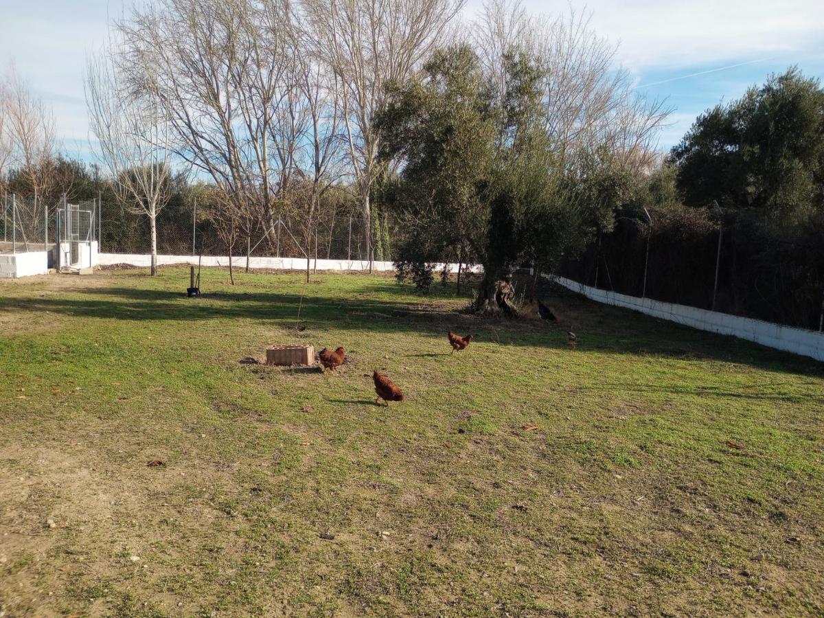 Manueles Ideal Perros Pet Friendly Gojar