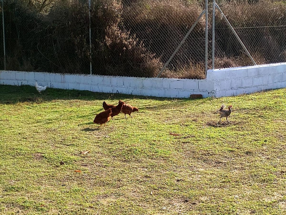 Ferienhaus Manueles Ideal Perros Pet Friendly *